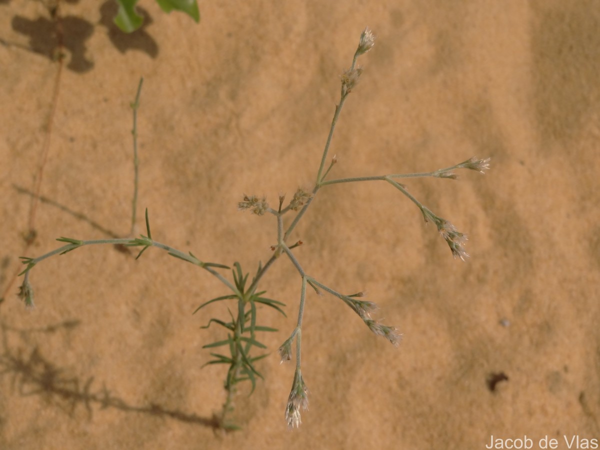 Polycarpaea corymbosa (L.) Lam.